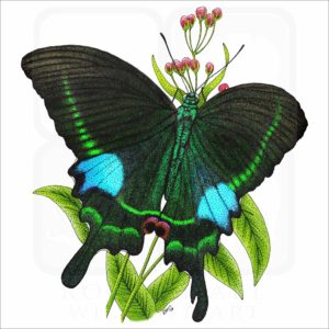 Paris Peacock Butterfly illustration