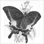 Paris Peacock Butterfly