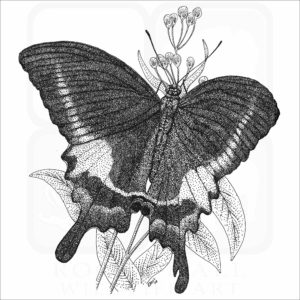 Paris Peacock Butterfly