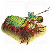 Peacock Mantis Shrimp illustration