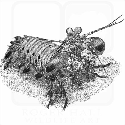 Peacock Mantis Shrimp