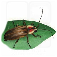 Pennsylvania Firefly illustration