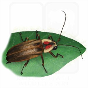 Pennsylvania Firefly illustration