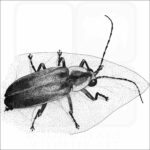 Pennsylvania Firefly
