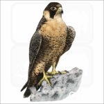 Peregrine Falcon illustration
