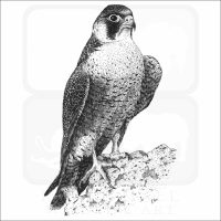 Peregrine Falcon