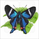 Periander Metalmark Butterfly illustration