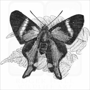 Periander Metalmark Butterfly