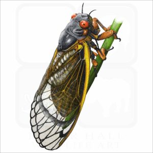 Periodical Cicada illustration