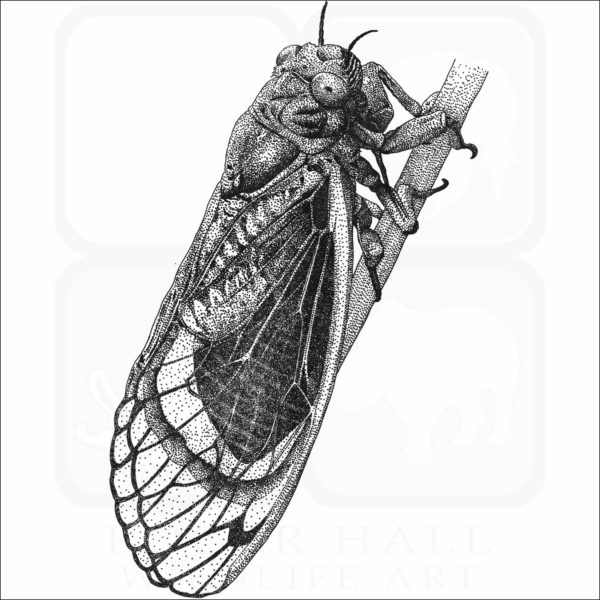 Periodical Cicada