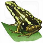 Phantasmal Poison Dart Frog illustration