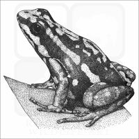 Phantasmal Poison Dart Frog