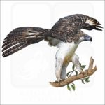 Philippine Eagle illustration