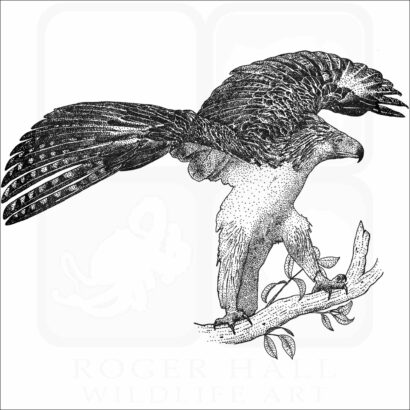 Philippine Eagle