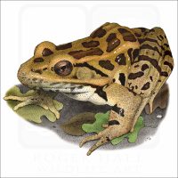Pickerel Frog illustration
