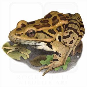 Pickerel Frog illustration