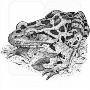 Pickerel Frog