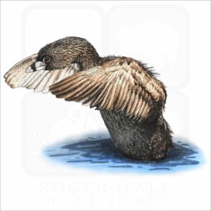Pied-Billed Grebe illustration