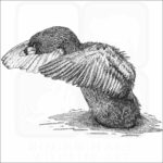Pied-Billed Grebe