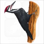 Pileated Woodpecker illustration
