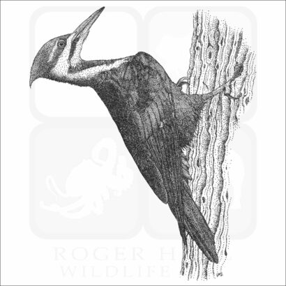 Pileated Woodpecker