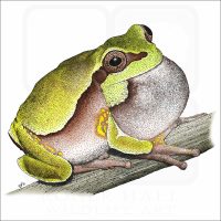 Pine Barrens Tree Frog illustration