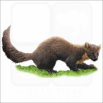 American Pine Marten illustration