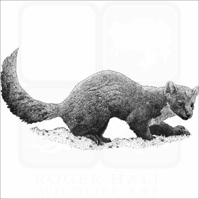 American Pine Marten