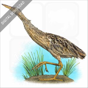 Pinnated Bittern stock image