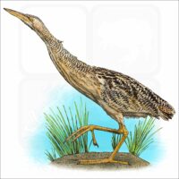 Pinnated Bittern illustration