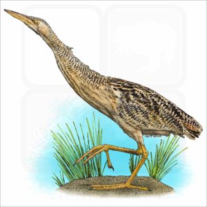 Pinnated Bittern illustration