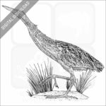 Pinnated Bittern