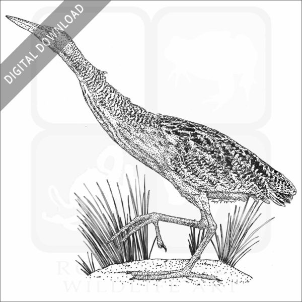 Stock Art Drawing of a Pinnated Bittern – inkart