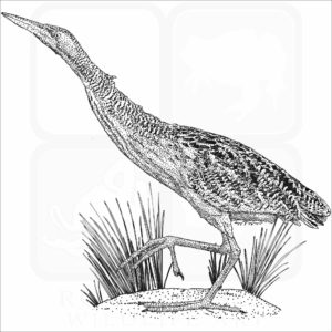 Pinnated Bittern