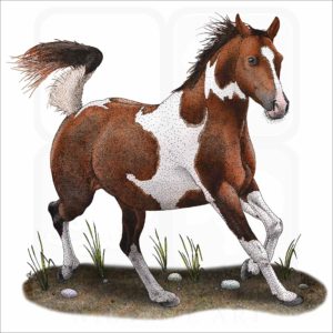 Pinto Horse illustration