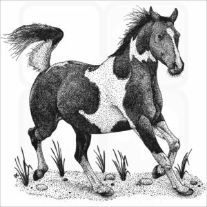 Pinto Horse