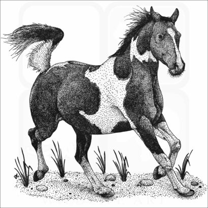 Pinto Horse