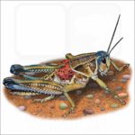 Plains Lubber Grasshopper illustration