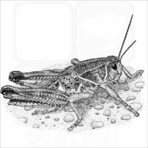 Plains Lubber Grasshopper