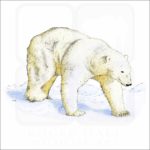 Polar Bear illustration