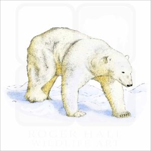 Polar Bear illustration