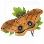 Polyphemus Moth illustration