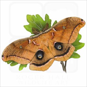 Polyphemus Moth illustration