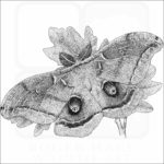 Polyphemus Moth