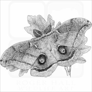 Polyphemus Moth