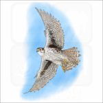 Prairie Falcon illustration