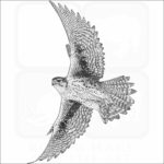 Prairie Falcon