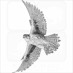 Prairie Falcon