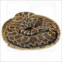 Prairie Massasauga illustration