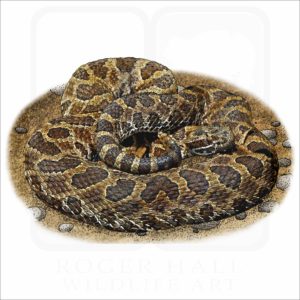 Prairie Massasauga illustration